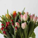 Assorted Parrot Tulips (Bulk DIY)