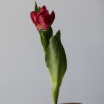 Assorted Parrot Tulips (Bulk DIY)