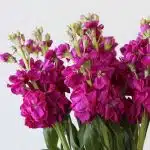 Double Stock Fuschia (Bulk DIY)