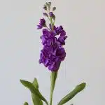 Double Stock Mauve (Bulk DIY)