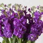 Double Stock Mauve (Bulk DIY)