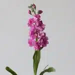 Double Stock Pink (Bulk DIY)