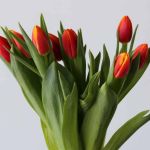 Bombita Single Tulips (Bulk DIY)