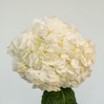 White (Super Select) Hydrangea (Bulk DIY)