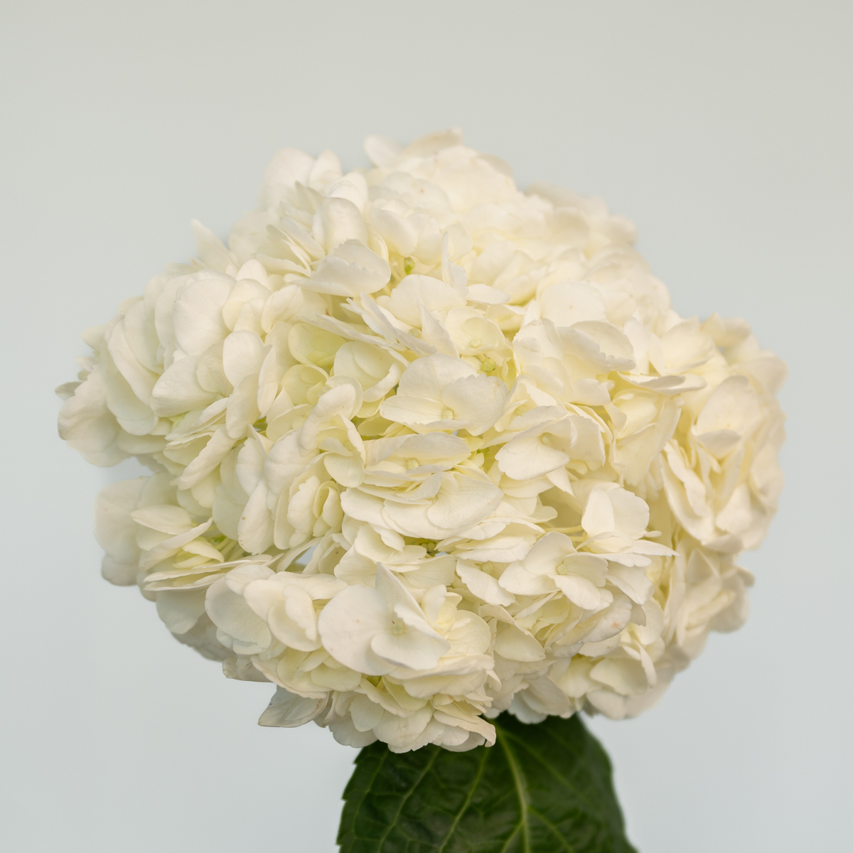 White Hydrangea