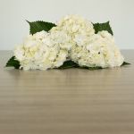 White (Super Select) Hydrangea (Bulk DIY)