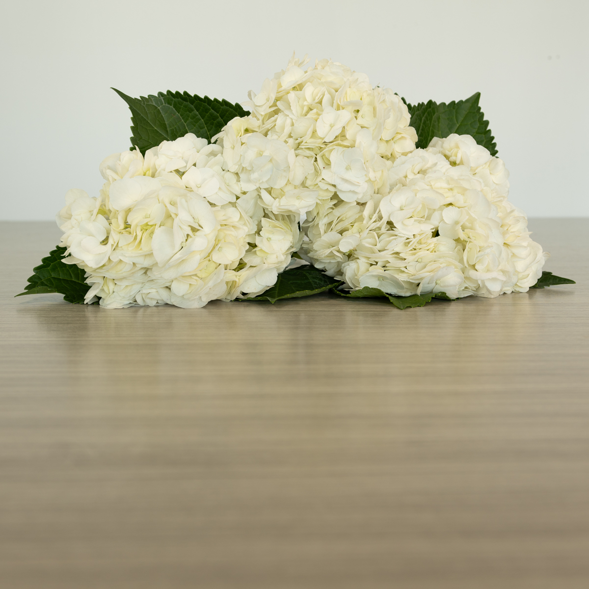 White Hydrangea