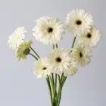 Gerbera Snow King White (Bulk DIY)