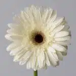 Gerbera Snow King White (Bulk DIY)