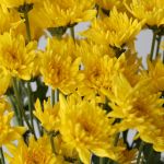 Chrysanthemum Showwinner Cushion (Bulk DIY)