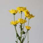 Chrysanthemum Showwinner Cushion (Bulk DIY)