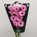 Mini Gerbera Bentley - en vrac