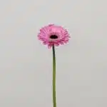 Mini Gerbera Bentley - en vrac