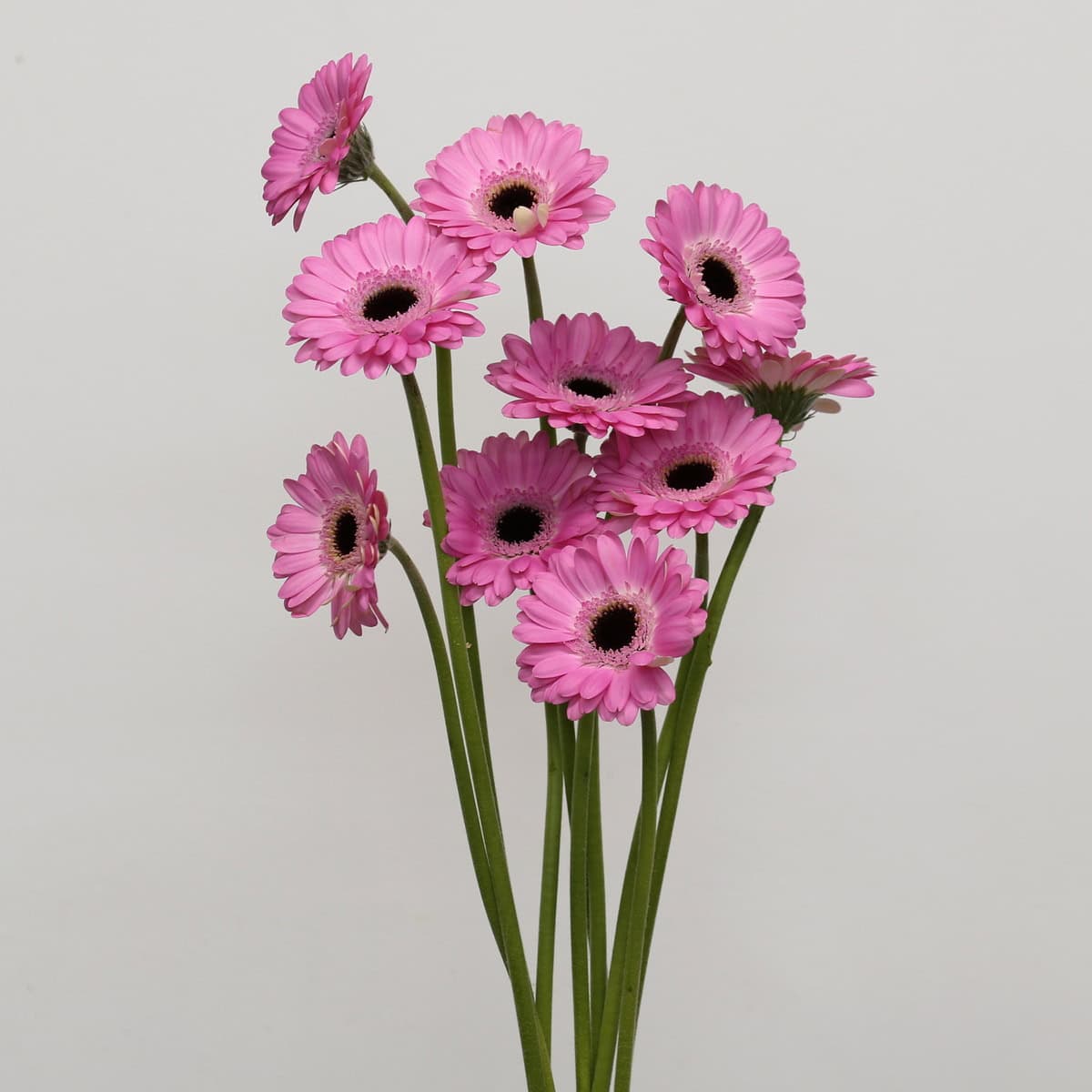 Mini Gerbera Bentley Bulk