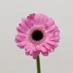 Mini Gerbera Bentley - en vrac
