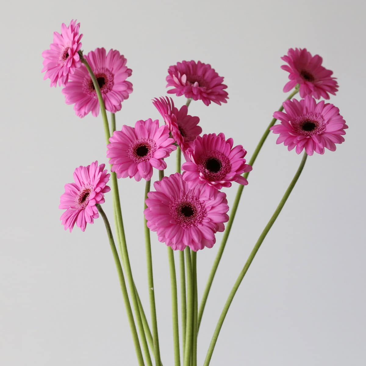 Mini Gerbera Dolcetto Bulk