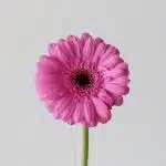 Mini Gerbera Dolcetto - en vrac