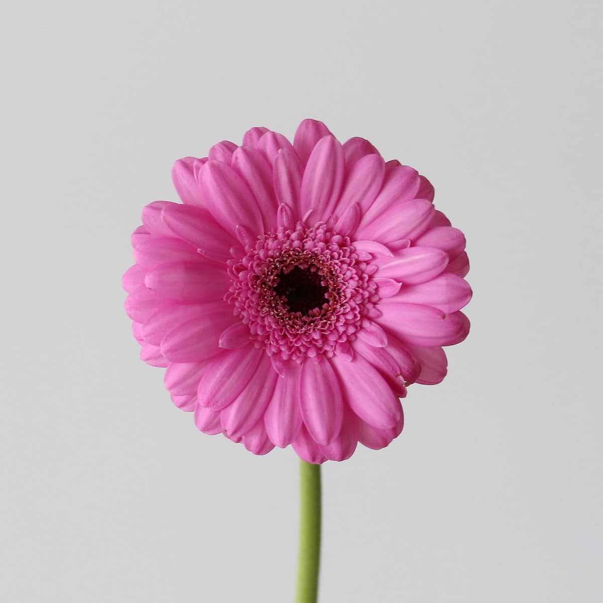 Mini Gerbera Dolcetto Bulk