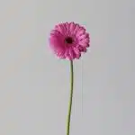Mini Gerbera Dolcetto - en vrac