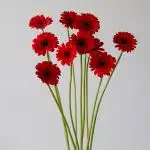 Mini Gerbera Vuelta - en vrac