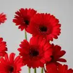 Mini Gerbera Vuelta - en vrac