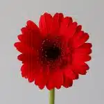 Mini Gerbera Vuelta - en vrac