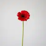 Mini Gerbera Vuelta - en vrac