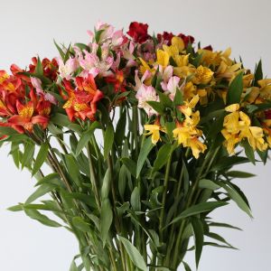 Alstroemeria - en vrac