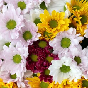 Marguerites et Chrysanthèmes - en vrac