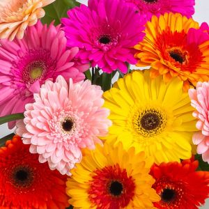 Bulk Standard Gerbera