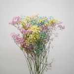 Tinted Rainbow Gypsophila (Bulk DIY)