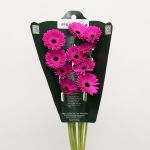 Mini Gerbera Anna (Bulk DIY)