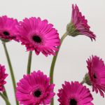 Mini Gerbera Anna (Bulk DIY)