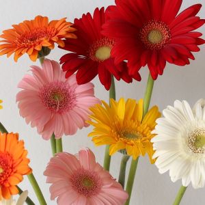 Bulk Mini Gerbera