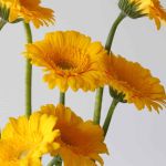 Mini Gerberas Astron - en vrac