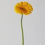 Mini Gerberas Astron - en vrac