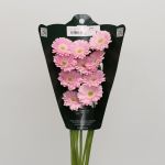 Mini Gerbera Babble (Bulk DIY)