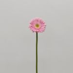 Mini Gerbera Babble (Bulk DIY)