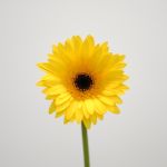 Mini Gerbera Bravia (Bulk DIY)