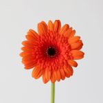 Mini Gerbera Caramba (Bulk DIY)
