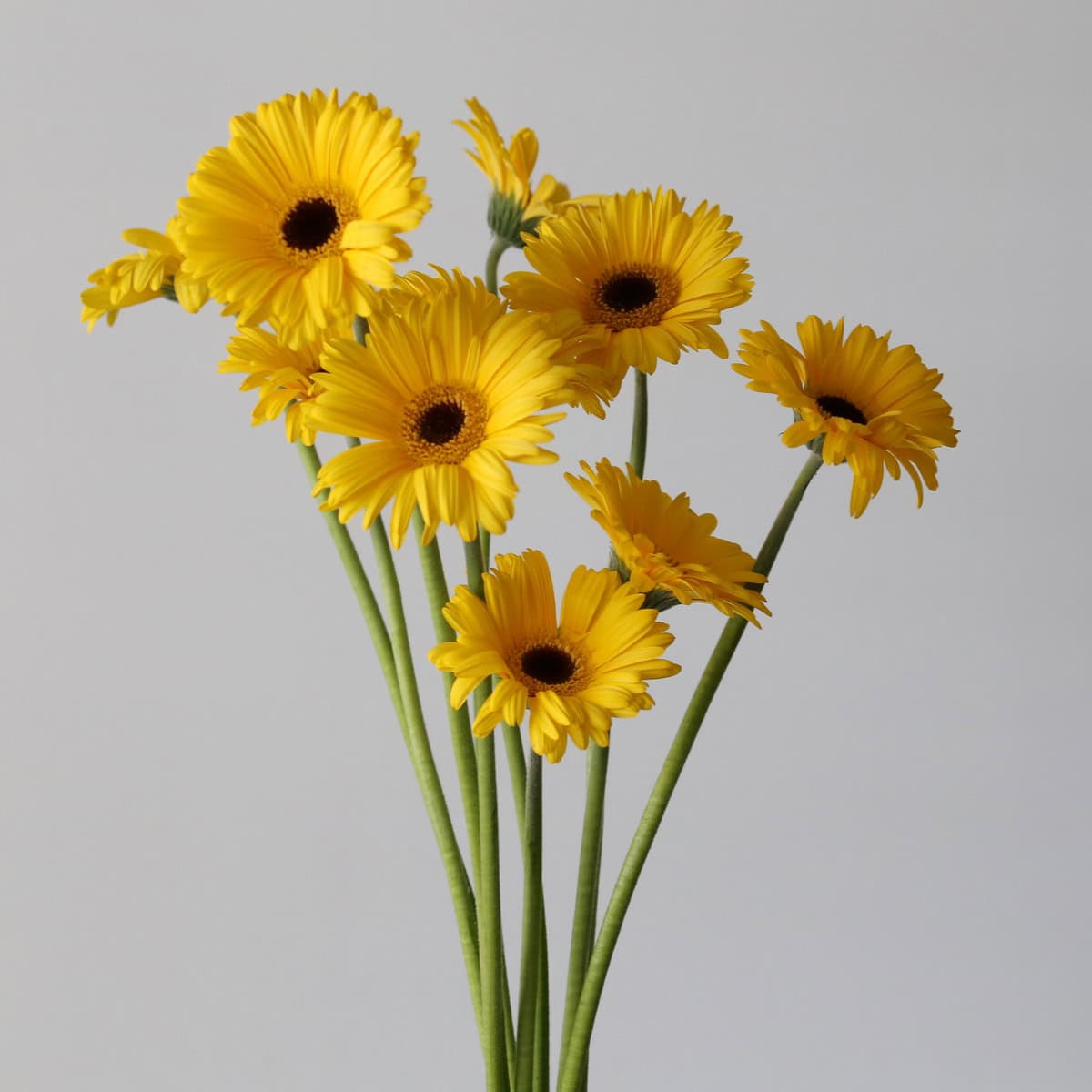 Mini Gerbera Claro