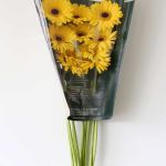 Mini Gerbera Claro - en vrac