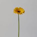 Mini Gerbera Claro - en vrac
