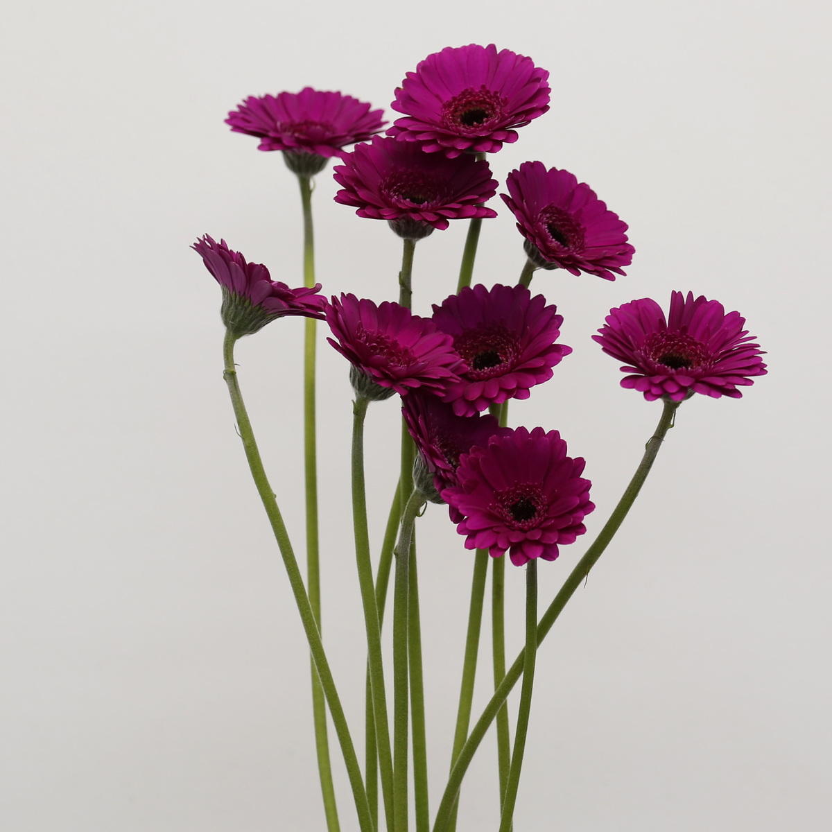 Mini Gerbera Impact Bulk