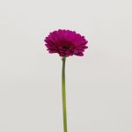 Mini Gerbera Impact (Bulk DIY)