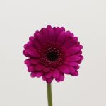 Mini Gerbera Impact (Bulk DIY)