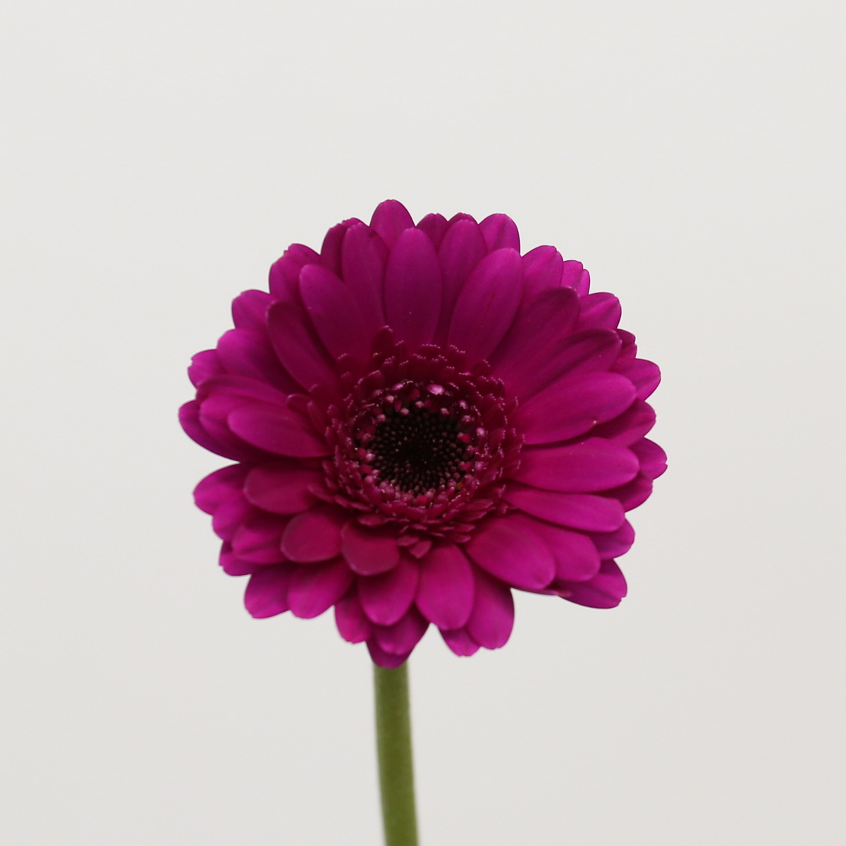 Mini Gerbera Impact Bulk