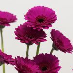 Mini Gerbera Impact (Bulk DIY)