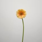 Mini Gerbera Larissa (Bulk DIY)