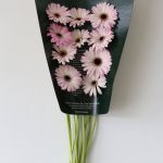Mini Gerbera Lollipop (Bulk DIY)